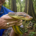 A Giant African Python Has Been Officially Confirmed by Herpetologists During a Field Expedition Update
