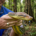 A Giant African Python Has Been Officially Confirmed by Herpetologists During a Field Expedition