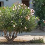 Why Mediterranean gardeners never prune oleanders like we do (and why they’re right)